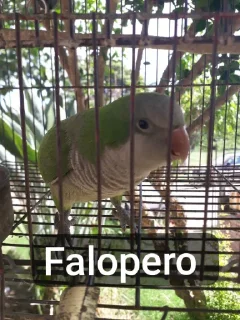 🦜 emoji Re Pe Telegram sticker 16 of 26
