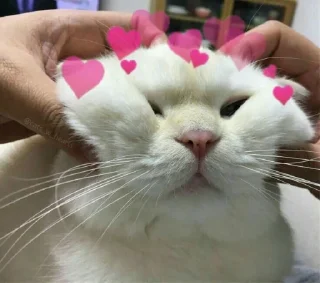 💗 emoji 💗ɢᴀᴛɪɴ֟፝͜͡ʜᴏs💗 @stickersdaManu Telegram sticker 3 of 70