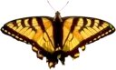🐝 emoji Butterfly Telegram sticker 23 of 58