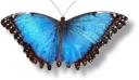 🐝 emoji Butterfly Telegram sticker 19 of 58