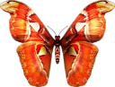 🐝 emoji Butterfly Telegram sticker 6 of 58