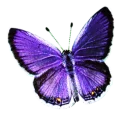 🐝 emoji Butterfly Telegram sticker 9 of 58