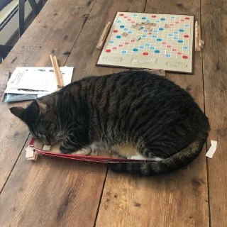 Sticker from Cat