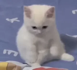Sticker from @GodlyDemon //Cat's Charm