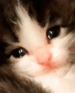 🐾 emoji @its_michhhii — @stckrRobot Telegram sticker 18 of 120