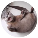 Sticker from Cartel the Otter
