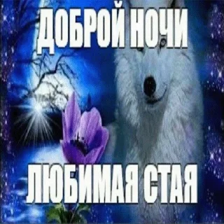 🐺 emoji КОЛ Ю @cyber_demos_chat Telegram sticker 8 of 47