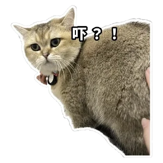Sticker from Meow3