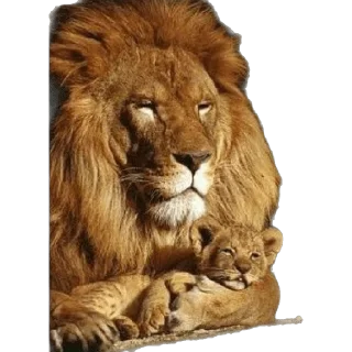 🦁 emoji 🌹𝒢𝓇𝒾𝓈𝓈ꨄ𝓛𝓮𝓸𝓷𝓬𝓲𝓽𝓪 Telegram sticker 15 of 94