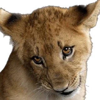 😎 emoji 🌹𝒢𝓇𝒾𝓈𝓈ꨄ𝓛𝓮𝓸𝓷𝓬𝓲𝓽𝓪 Telegram sticker 22 of 94