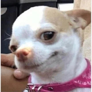 💜 emoji Perritos de TumbaditaUwU Telegram sticker 16 of 40