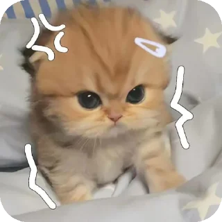 Sticker from Gatitos fofitos 💞
