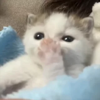 🐱 emoji 𝗀𝖺𝗍𝗂𝗇𝗁𝗈𝗌, 𝐛𝐮𝐫𝐫𝐨𝐰. Telegram sticker 11 of 47
