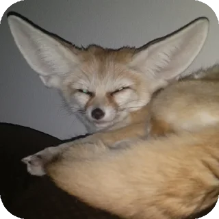 Sticker from Foxes by @MidoriTheSavageUwU