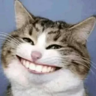 😁 emoji Cat Malayalam @sticker_pack_channel — @stckrRobot Telegram sticker 12 of 120