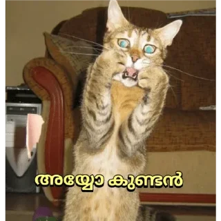 😂 emoji Cat Malayalam @sticker_pack_channel — @stckrRobot Telegram sticker 14 of 120