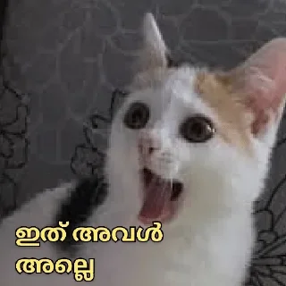 😅 emoji Cat Malayalam @sticker_pack_channel — @stckrRobot Telegram sticker 20 of 120