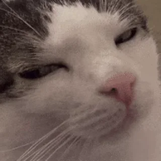 Sticker from cat meme