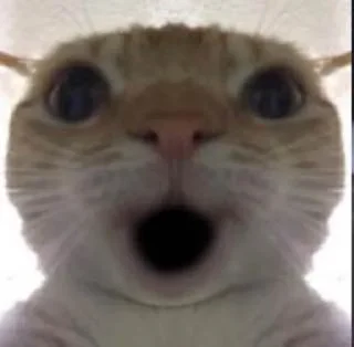 Sticker from meme cat