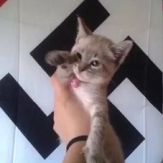 ✋ emoji 🙋🏼‍♂️ Bazed Kittys 🐈 Telegram sticker 21 of 44