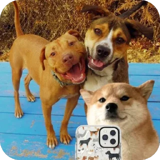 🫥 emoji $SELFIE Community Telegram sticker 23 of 62