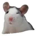 😉 emoji mouse boy Telegram sticker 6 of 11