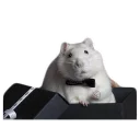 😎 emoji mouse boy Telegram sticker 7 of 11