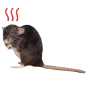 😡 emoji mouse boy Telegram sticker 8 of 11