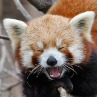 Sticker from red panda