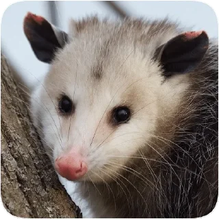 😊 emoji Opossum garbage dump — @stckrRobot Telegram sticker 12 of 85
