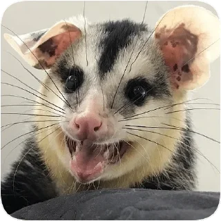 😃 emoji Opossum garbage dump — @stckrRobot Telegram sticker 3 of 85