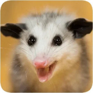 😀 emoji Opossum garbage dump — @stckrRobot Telegram sticker 2 of 85
