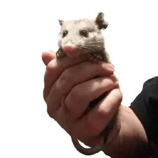 🔅 emoji Opossum garbage dump — @stckrRobot Telegram sticker 1 of 85