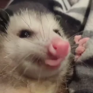 Sticker from Opossum!