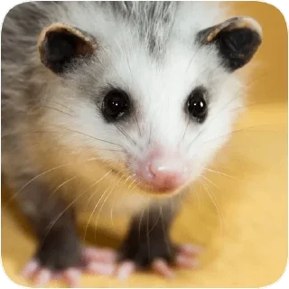 😇 emoji Opossum garbage dump — @stckrRobot Telegram sticker 15 of 85