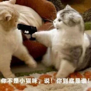 🔫 emoji 喵咪咪 Telegram sticker 18 of 48