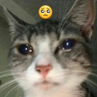 🥺 emoji Aleatório Telegram sticker 7 of 16