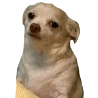 Sticker from CHIHUAHUAS - [Instagram: @WiStickers]