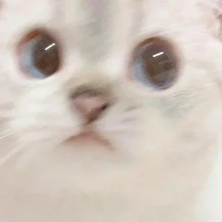 👀 emoji 叮当喵喵 @dingdangmaoo Telegram sticker 5 of 92
