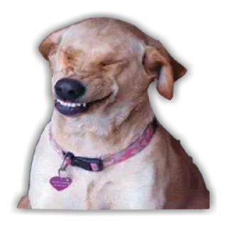 😃 emoji Prueba Telegram sticker 16 of 74