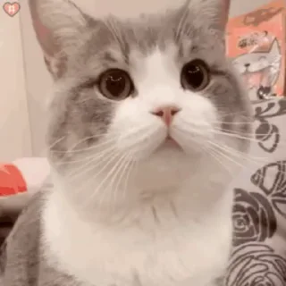 😊 emoji 可可爱爱猫猫 @TG771 Telegram sticker 14 of 50