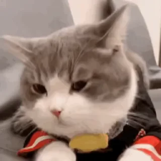 😊 emoji 可可爱爱猫猫 @TG771 Telegram sticker 19 of 50