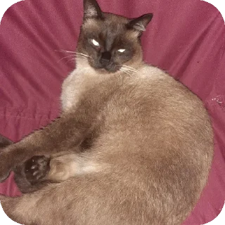 🐱 emoji Adm gaap Telegram sticker 11 of 29