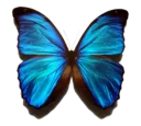 🐝 emoji Butterfly Telegram sticker 13 of 58