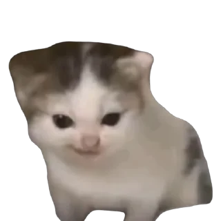 🤬 emoji 🐱猫meme @sshuiooo Telegram sticker 6 of 55