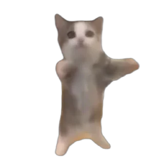😌 emoji 🐱猫meme @sshuiooo Telegram sticker 9 of 55