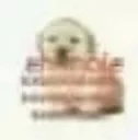😂 emoji Eh mole Telegram sticker 9 of 17