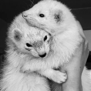Sticker from Jill's Ferrets