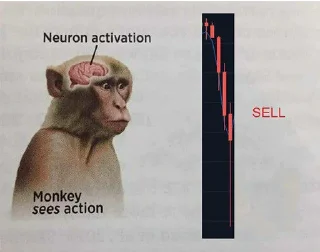 Sticker from Monkey Market