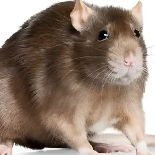 🐀 emoji Stickers random Telegram sticker 24 of 120